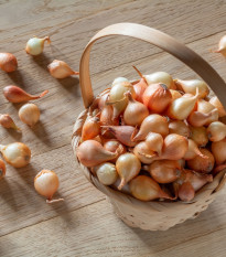 BIO Cibule sazečka Štutgart - Allium cepa - bio cibulky sazečky - 250 g