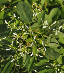 Pryšec trávovitý Glitz F1 - Euphorbia graminea - osivo pryšce - 12 ks