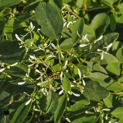 Pryšec trávovitý Glitz F1 - Euphorbia graminea - osivo pryšce - 12 ks