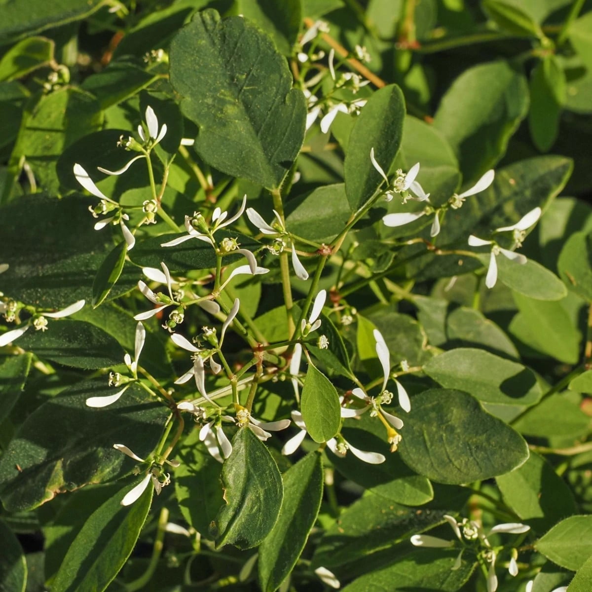 Pryšec trávovitý Glitz F1 - Euphorbia graminea - osivo pryšce - 12 ks