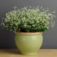 Pryšec trávovitý Glitz F1 - Euphorbia graminea - osivo pryšce - 12 ks