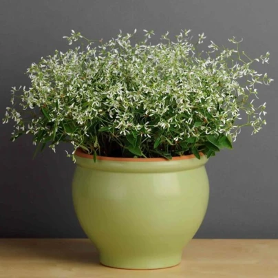 Pryšec trávovitý Glitz F1 - Euphorbia graminea - osivo pryšce - 12 ks