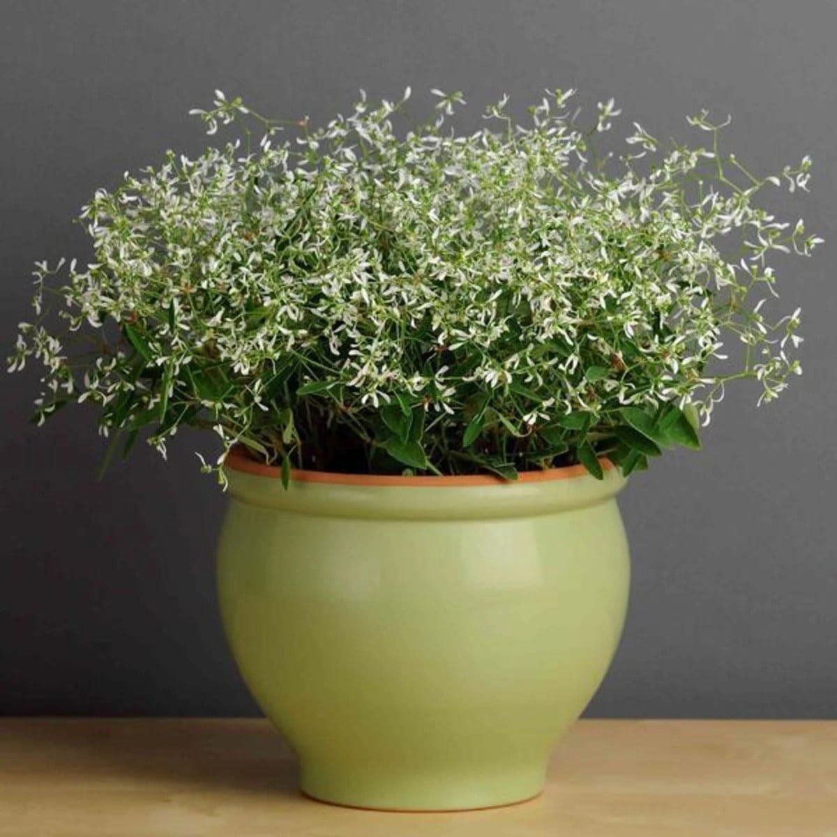 Pryšec trávovitý Glitz F1 - Euphorbia graminea - osivo pryšce - 12 ks