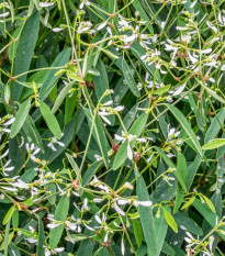 Pryšec trávovitý Glamour F1 - Euphorbia graminea - osivo pryšce - 12 ks