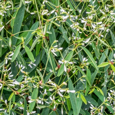 Pryšec trávovitý Glamour F1 - Euphorbia graminea - osivo pryšce - 12 ks