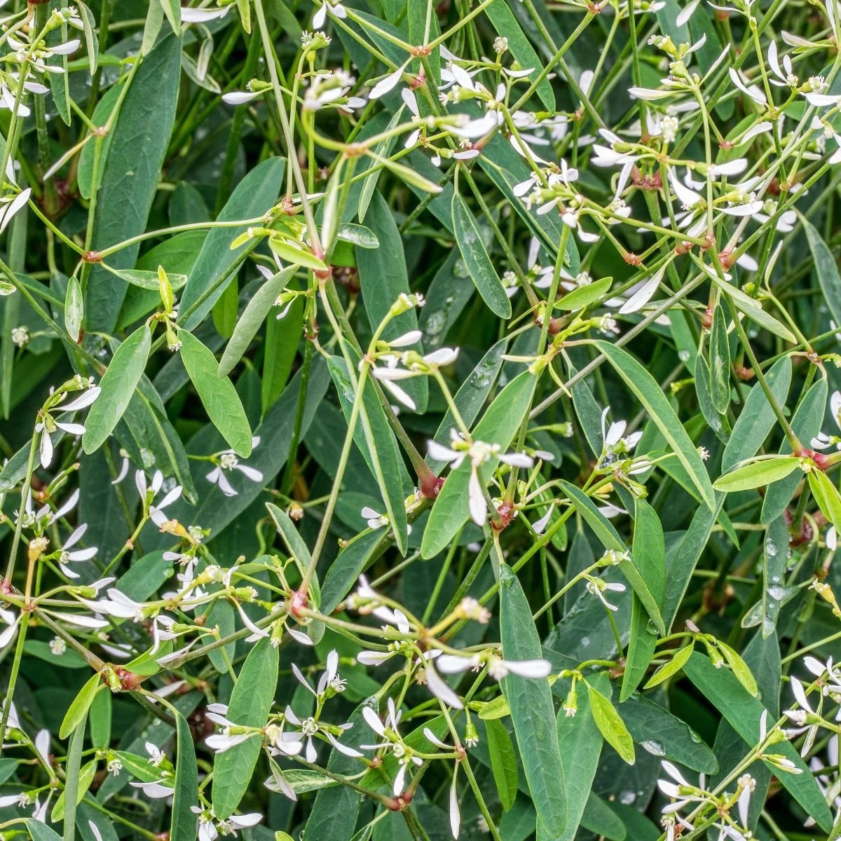 Pryšec trávovitý Glamour F1 - Euphorbia graminea - osivo pryšce - 12 ks