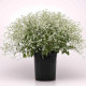 Pryšec trávovitý Glamour F1 - Euphorbia graminea - osivo pryšce - 12 ks