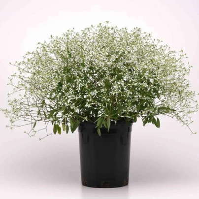 Pryšec trávovitý Glamour F1 - Euphorbia graminea - osivo pryšce - 12 ks