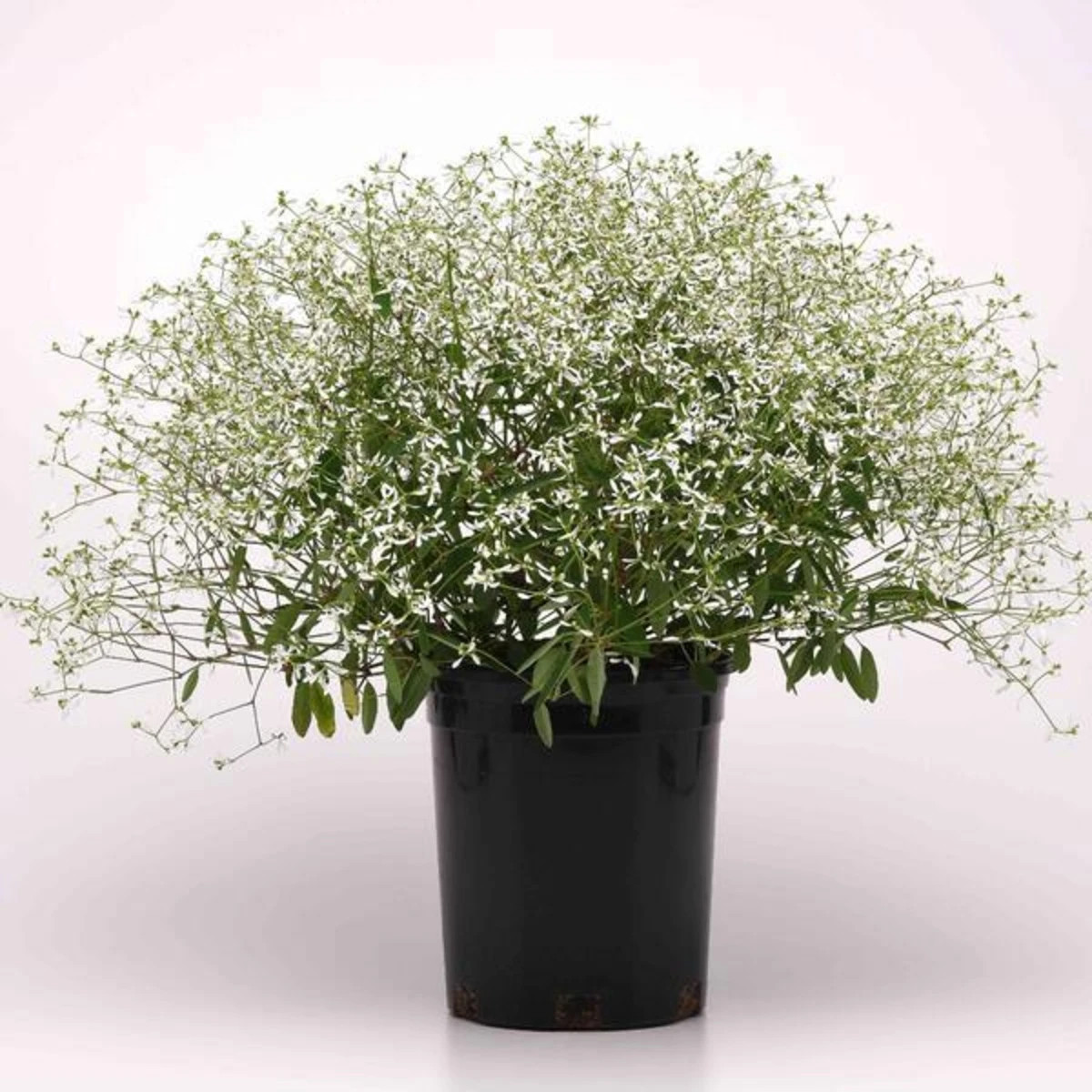 Pryšec trávovitý Glamour F1 - Euphorbia graminea - osivo pryšce - 12 ks