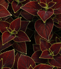 Africká kopřiva Sun Chocolate Mint - Coleus blumei - osivo africké kopřivy - 20 ks