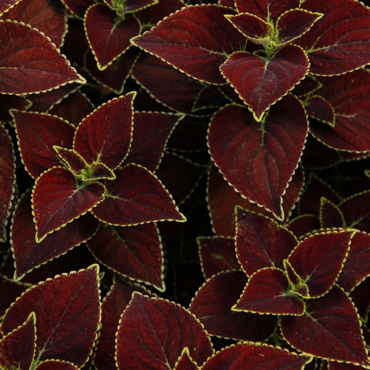 Africká kopřiva Sun Chocolate Mint - Coleus blumei - osivo africké kopřivy - 20 ks