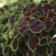 Africká kopřiva Sun Chocolate Mint - Coleus blumei - osivo africké kopřivy - 20 ks
