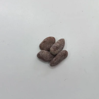 Indiánský banán - Paw Paw - Asimina triloba - osivo indiánského banánu - 4 ks