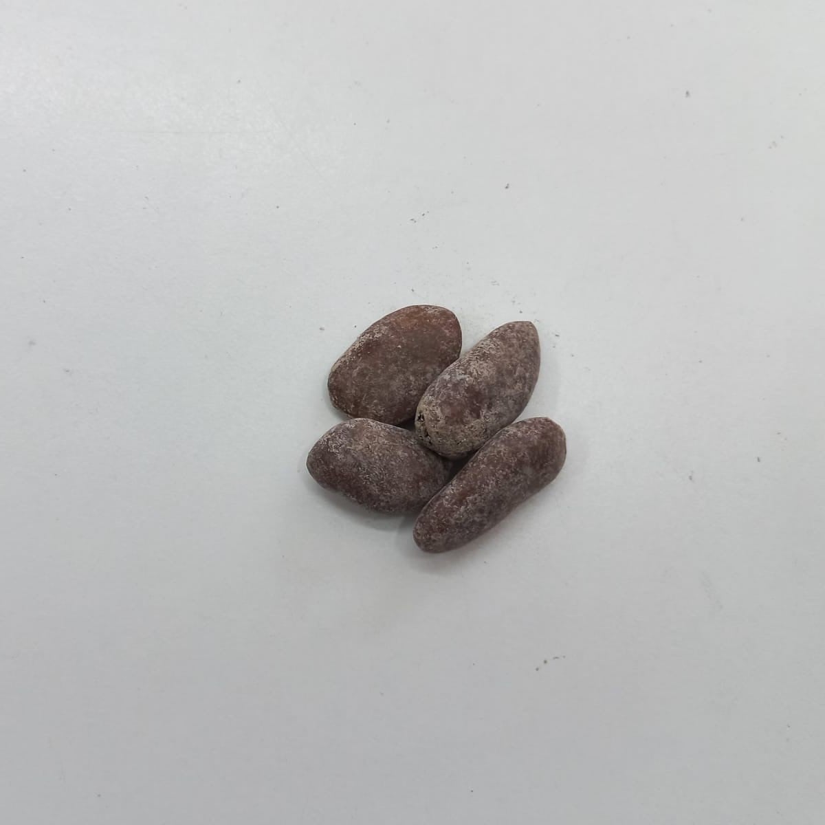 Indiánský banán - Paw Paw - Asimina triloba - osivo indiánského banánu - 4 ks