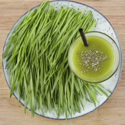 BIO microgreens sada - mladá pšenice, pšeniční tráva - Sperli - 1 ks