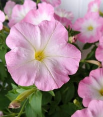 Petúnie Mistral Pearly F1 - Petunia grandiflora - osivo petúnie - 15 ks