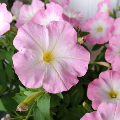 Petúnie Mistral Pearly F1 - Petunia grandiflora - osivo petúnie - 15 ks