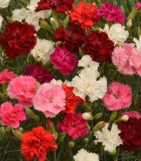 Hvozdík Grenadin směs - Dianthus caryophyllus - osivo hvozdíku - 50 ks