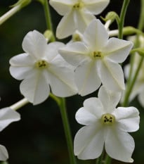 Tabák Perfume White F1 - Nicotiana - osivo tabáku - 50 ks