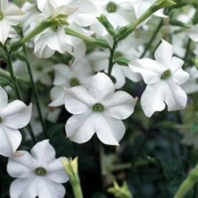 Tabák Perfume White F1 - Nicotiana - osivo tabáku - 50 ks