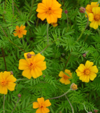 Aksamitník rozkladitý Ground control - Tagetes patula - osivo aksamitníku - 0,5 g