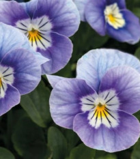 Violka rohatá Sorbet levandulová růžová - Viola cornuta - osivo violky - 20 ks