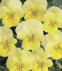 Violka rohatá Sorbet Lemon Chiffon - Viola cornuta - osivo violky - 20 ks