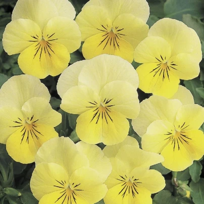 Violka rohatá Sorbet Lemon Chiffon - Viola cornuta - osivo violky - 20 ks
