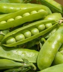 Hrách dřeňový Sienna - Pisum sativum - osivo hrachu - 60 ks