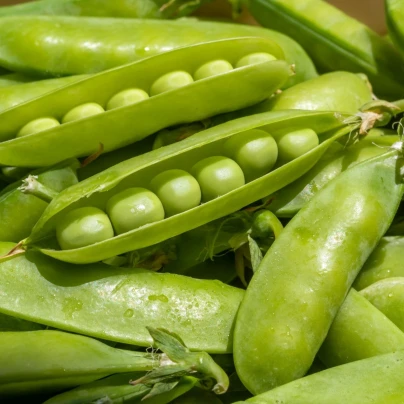Hrách dřeňový Sienna - Pisum sativum - osivo hrachu - 60 ks