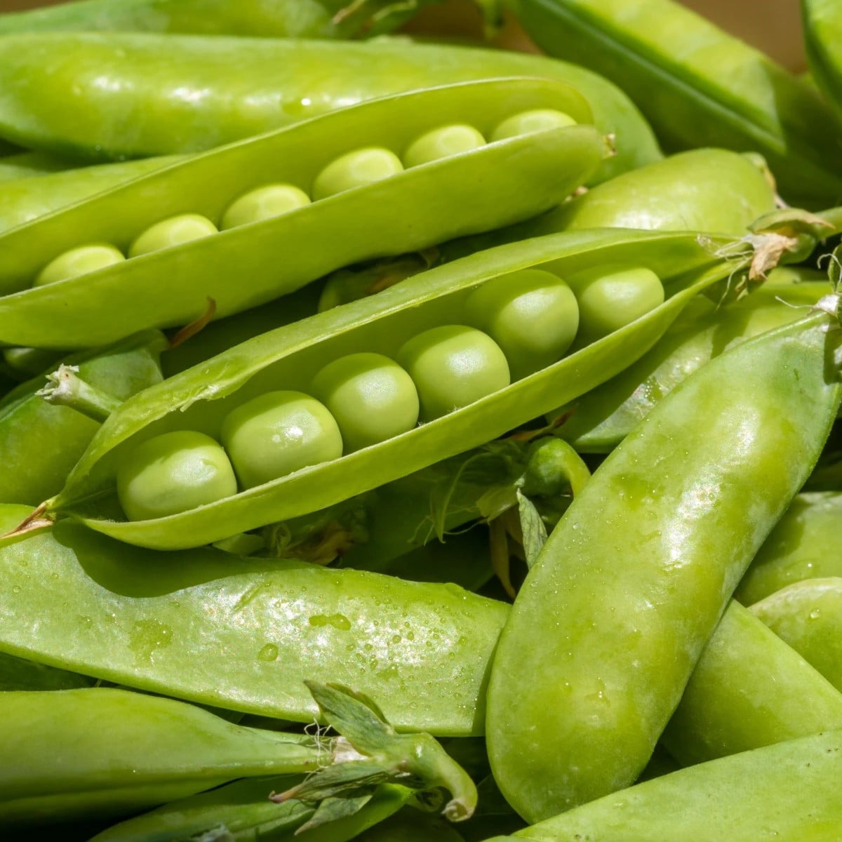 Hrách dřeňový Sienna - Pisum sativum - osivo hrachu - 60 ks