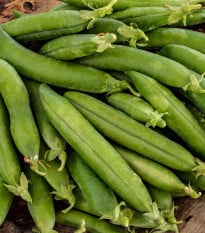 Hrách setý dřeňový Premio - Pisum sativum - osivo hrachu - 60 ks