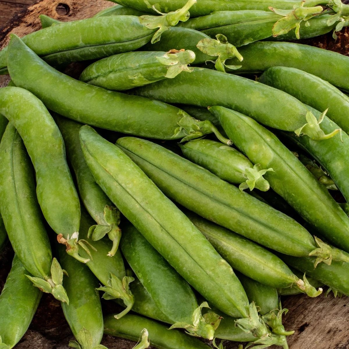 Hrách setý dřeňový Premio - Pisum sativum - osivo hrachu - 60 ks