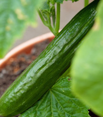 Okurka Cascadini F1 - okurka do květináče - Cucumis sativus - osivo okurky - 5 ks