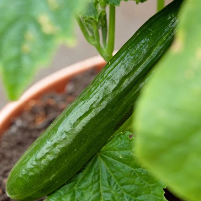 Okurka Cascadini F1 - okurka do květináče - Cucumis sativus - osivo okurky - 5 ks