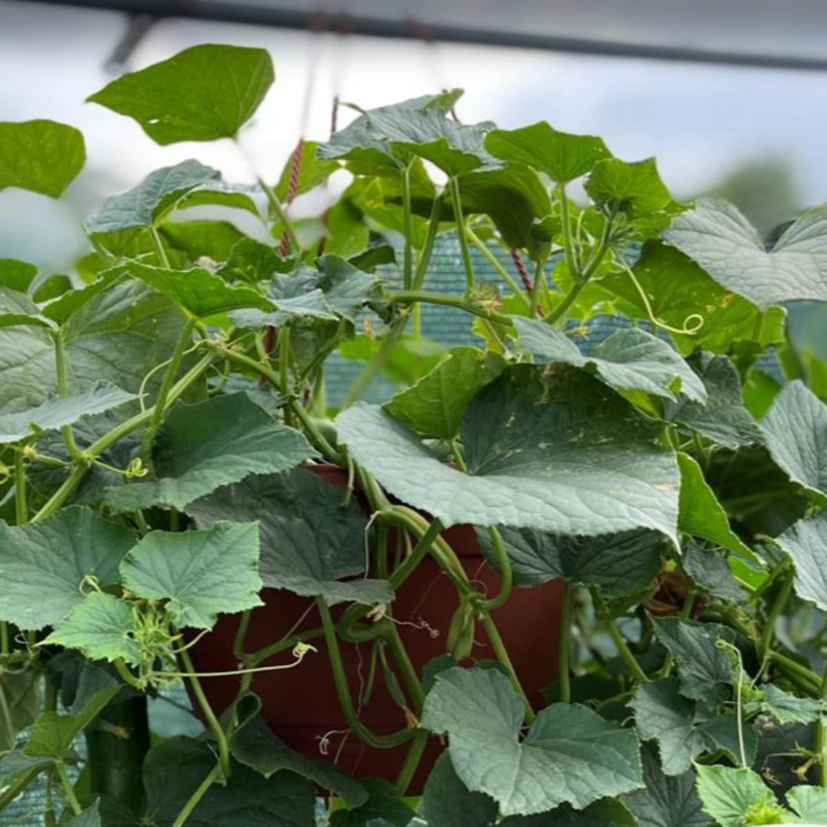Okurka Cascadini F1 - okurka do květináče - Cucumis sativus - osivo okurky - 5 ks
