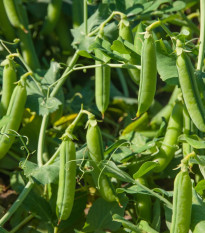 Hrách Grandera - Pisum sativum - osivo hrachu - 40 ks