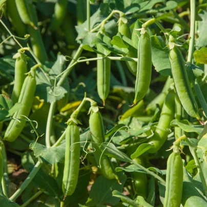 Hrách Grandera - Pisum sativum - osivo hrachu - 40 ks