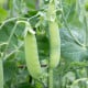 Hrách Delikata - Pisum sativum - osivo hrachu - 40 ks