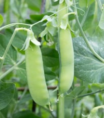 Hrách Delikata - Pisum sativum - osivo hrachu - 40 ks