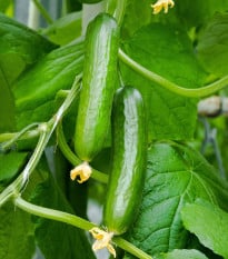 Okurka salátová Salamanda F1 - Cucumis sativus - osivo okurky - 6 ks