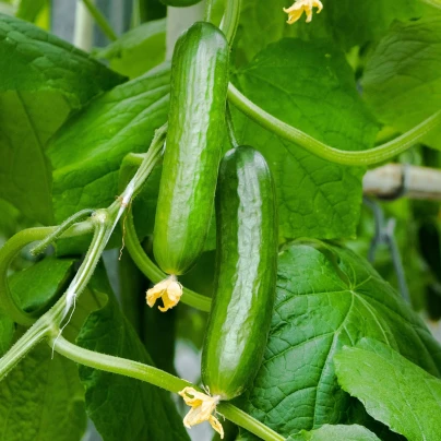 Okurka salátová Salamanda F1 - Cucumis sativus - osivo okurky - 6 ks