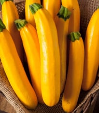 Cuketa Easy Pick Gold II F1 - Cucurbita pepo - osivo cukety - 7 ks