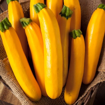 Cuketa Easy Pick Gold II F1 - Cucurbita pepo - osivo cukety - 7 ks