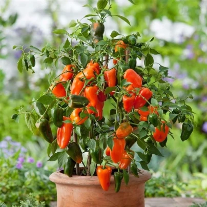 Paprika Lubega Mini Orange F1 - Capsicum annuum - osivo papriky - 5 ks