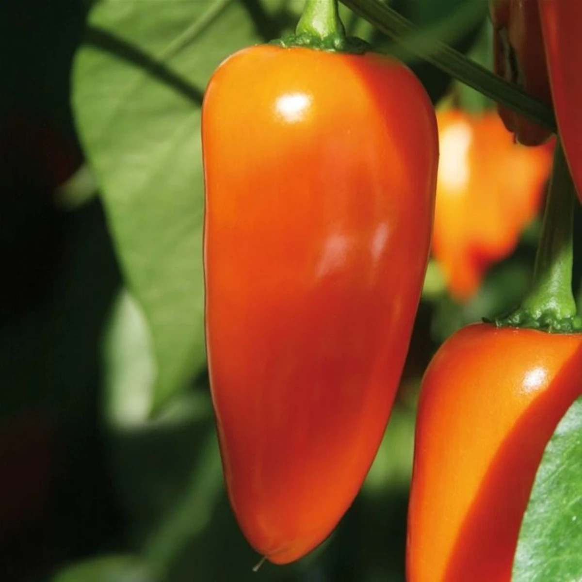 Paprika Lubega Mini Orange F1 - Capsicum annuum - osivo papriky - 5 ks