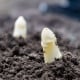 Chřest Gijnlim bílý - Asparagus officinalis - prostokořenná sazenice chřestu - 2 ks