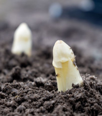 Chřest Gijnlim bílý - Asparagus officinalis - prostokořenná sazenice chřestu - 2 ks