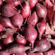 Cibule šalotka Schelia jarní červená - Allium cepa L. - osivo cibule - 150 ks