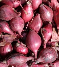 Cibule šalotka Schelia jarní červená - Allium cepa L. - osivo cibule - 150 ks